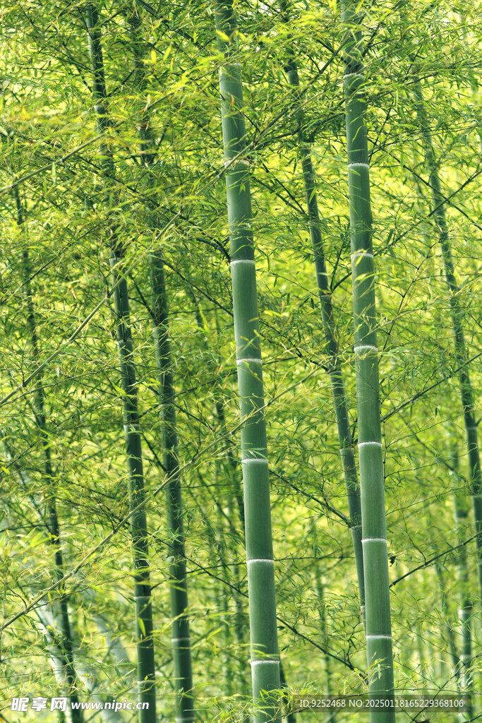 楠竹林 