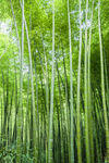  翠竹