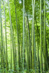 翠竹