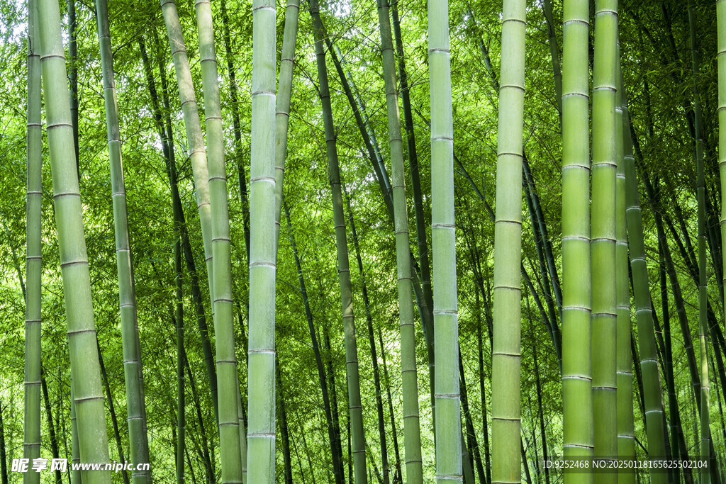 竹林