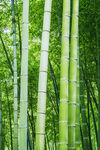 楠竹 