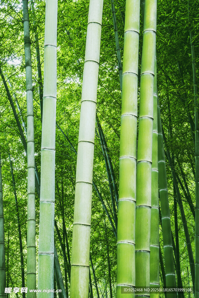 楠竹 
