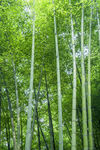楠竹林