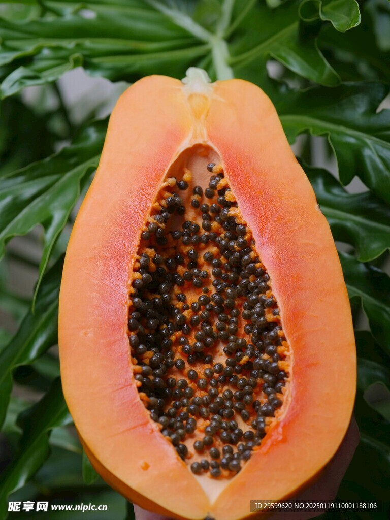 木瓜  