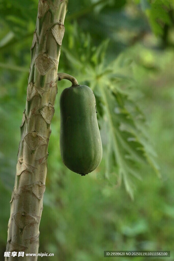 木瓜  