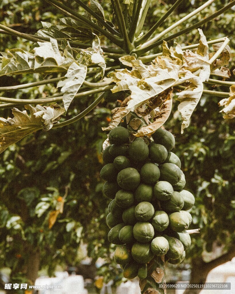木瓜  