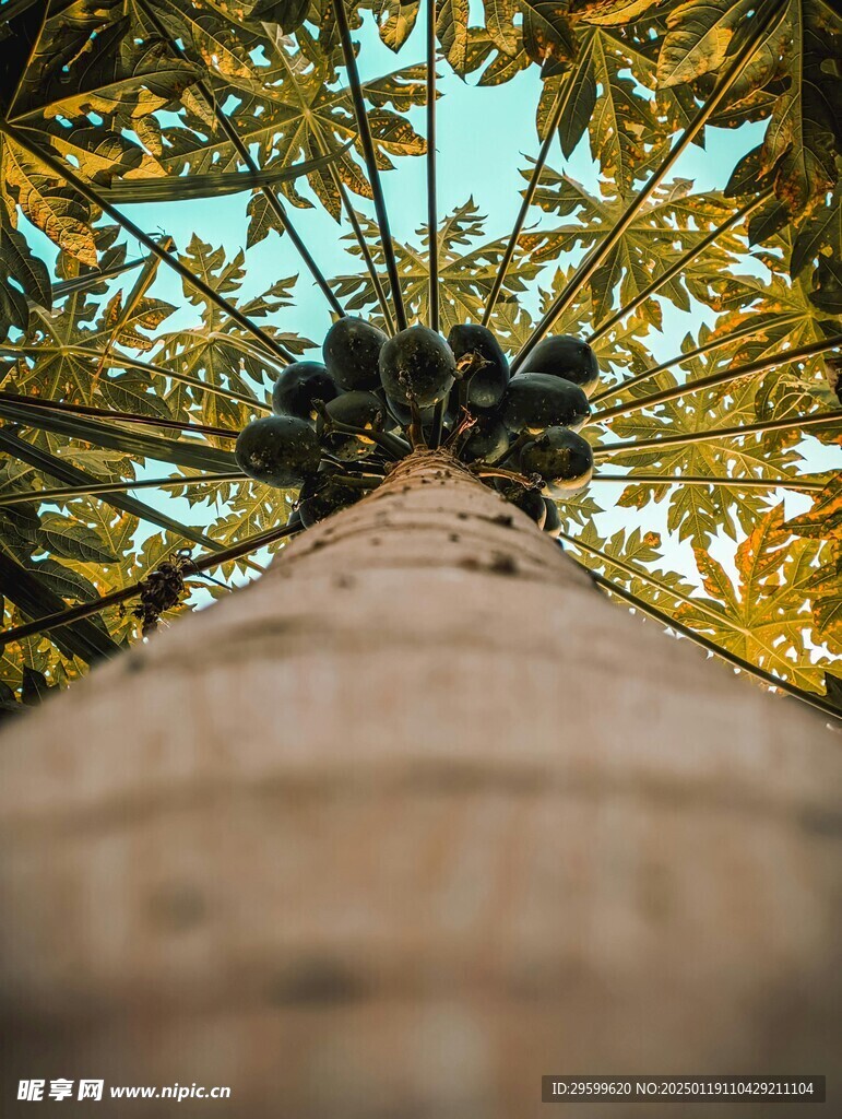 木瓜 
