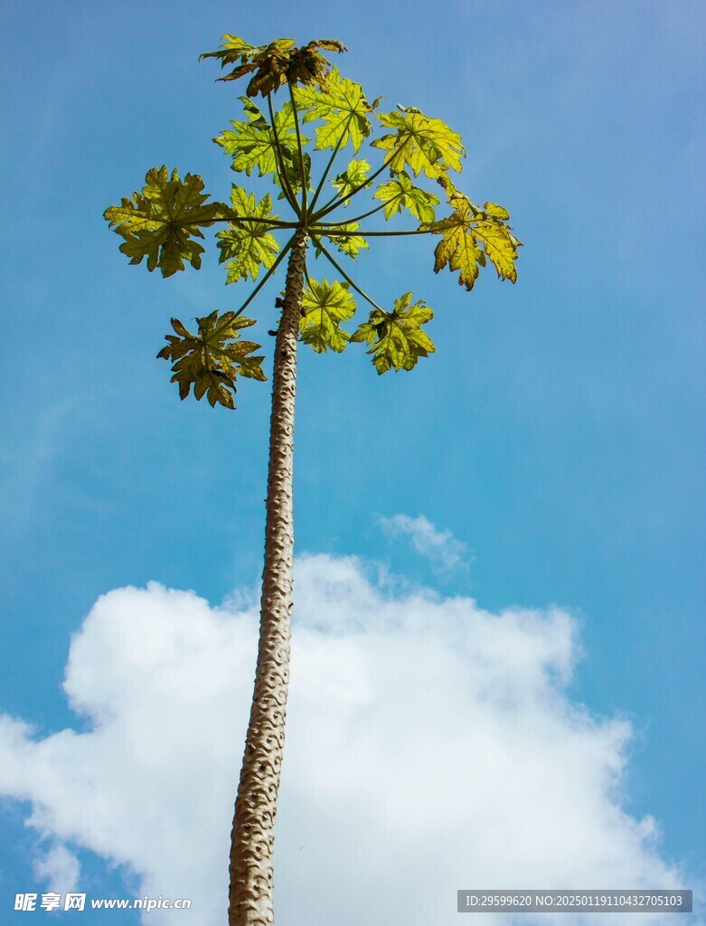 木瓜  