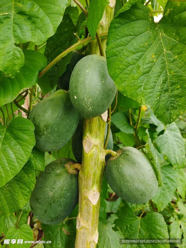 木瓜  