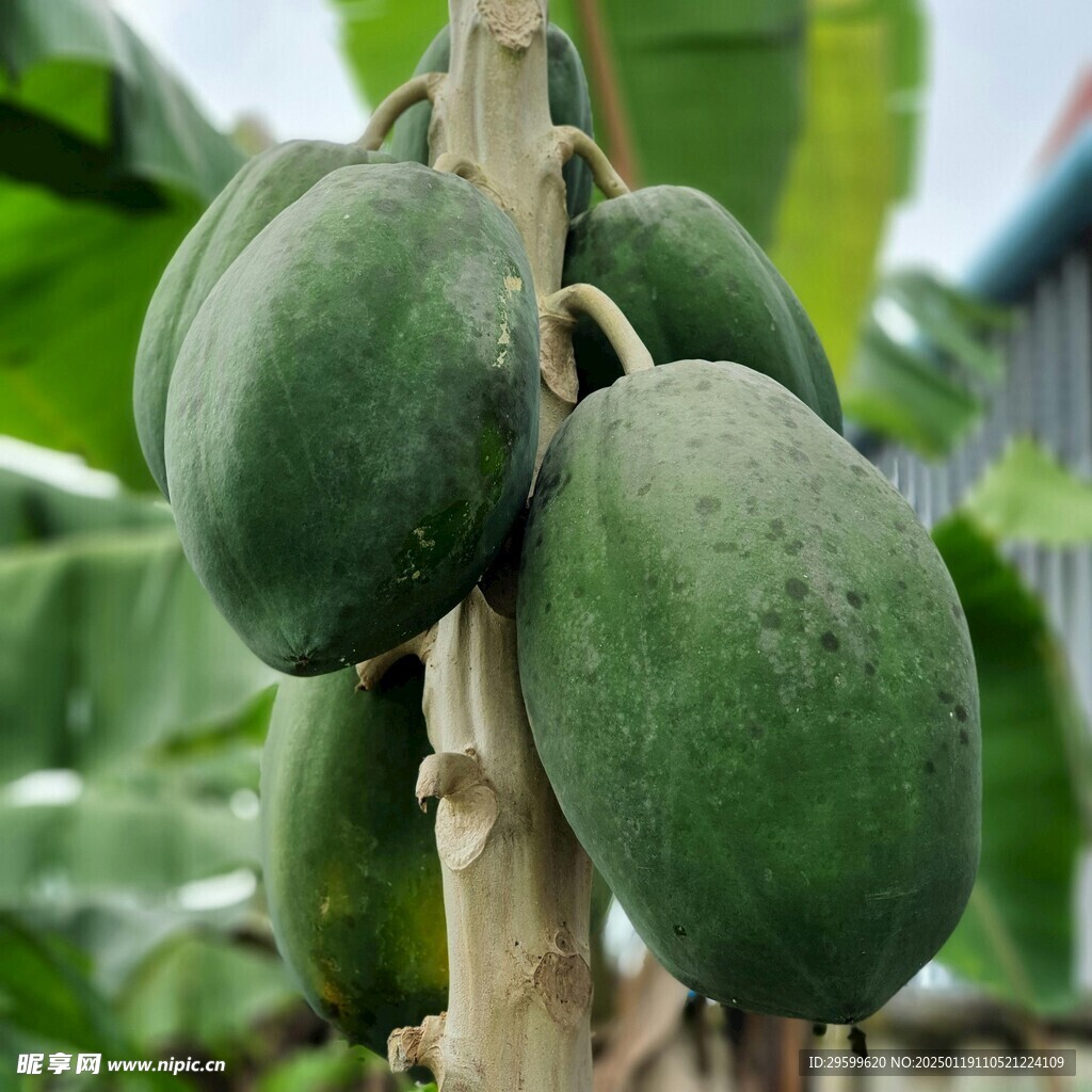 木瓜  