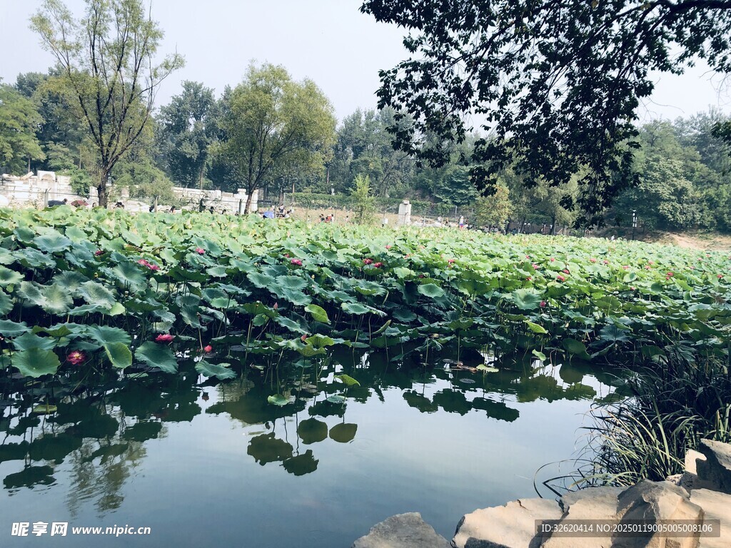 荷叶