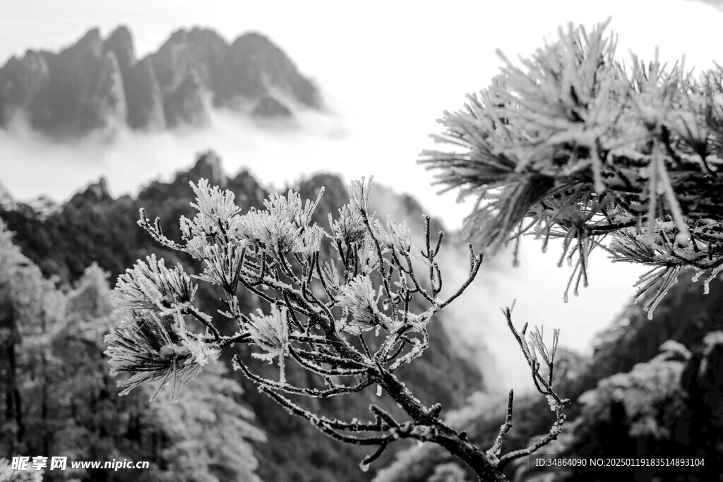 安徽黄山雪景树挂图片