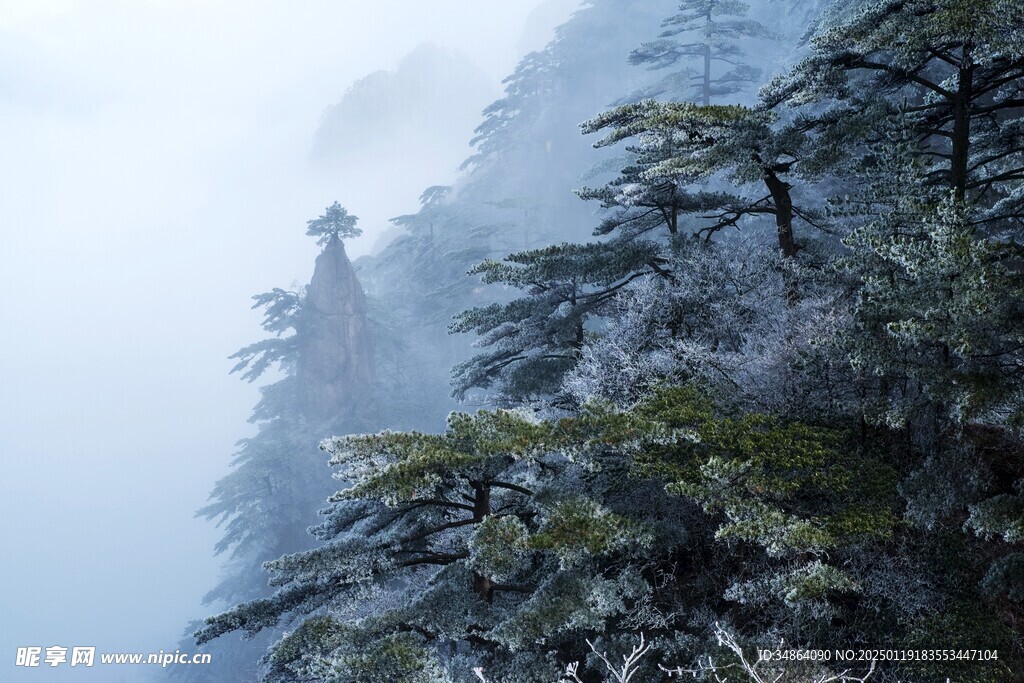 安徽黄山雪景树挂图片