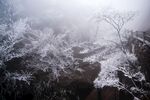 安徽黄山雪景树挂图片