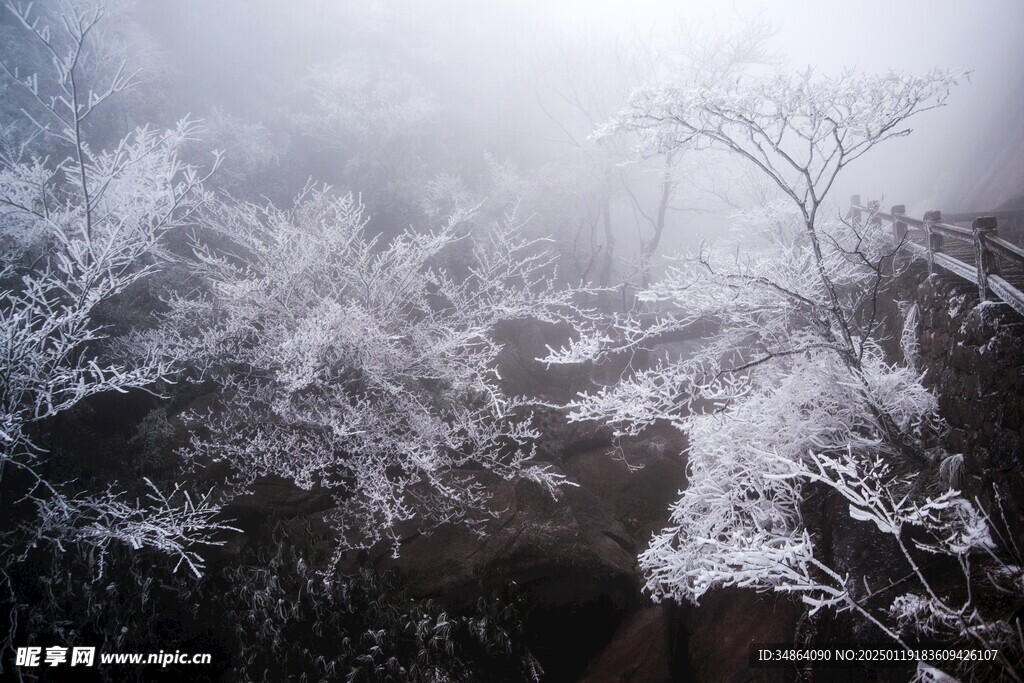 安徽黄山雪景树挂图片