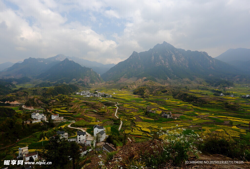 安徽绩溪家朋油菜花风景图片