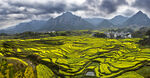 安徽绩溪家朋油菜花风景图片