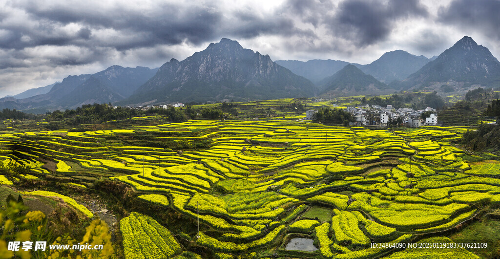 安徽绩溪家朋油菜花风景图片