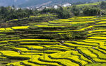 安徽绩溪家朋油菜花风景图片