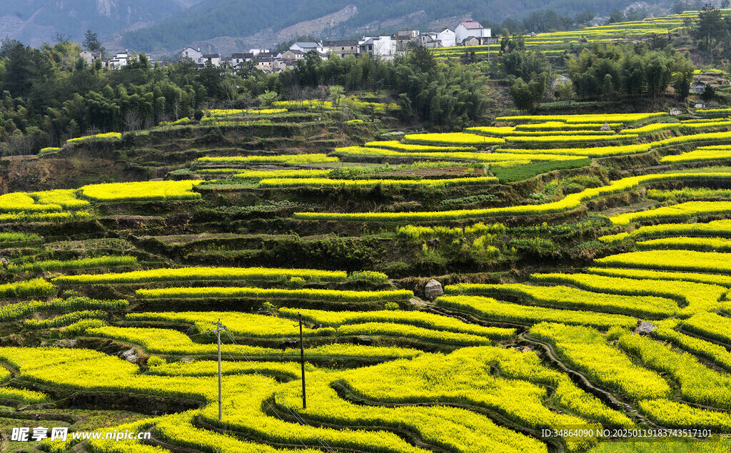 安徽绩溪家朋油菜花风景图片