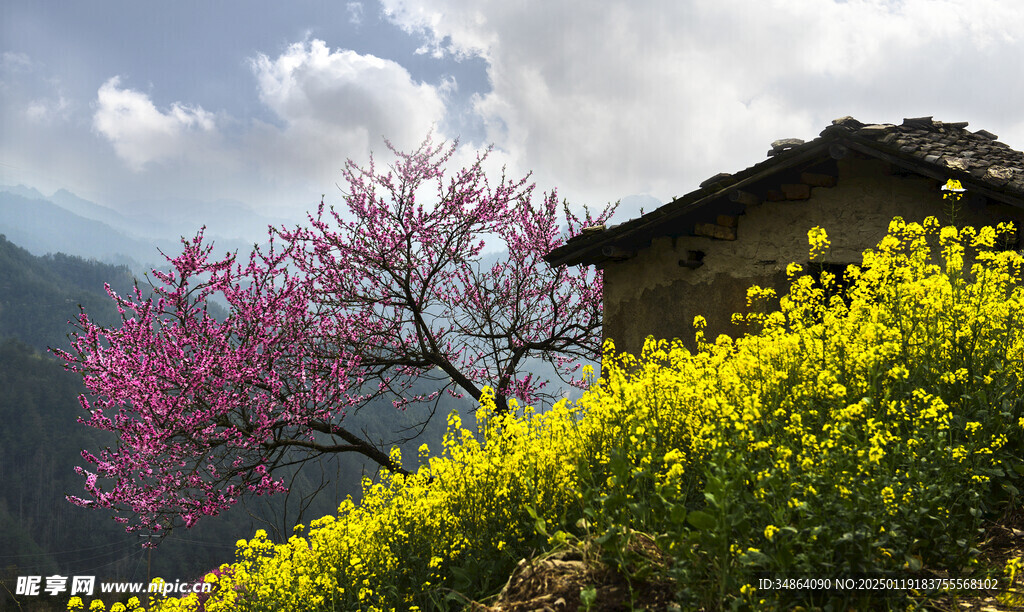 安徽绩溪家朋油菜花风景图片