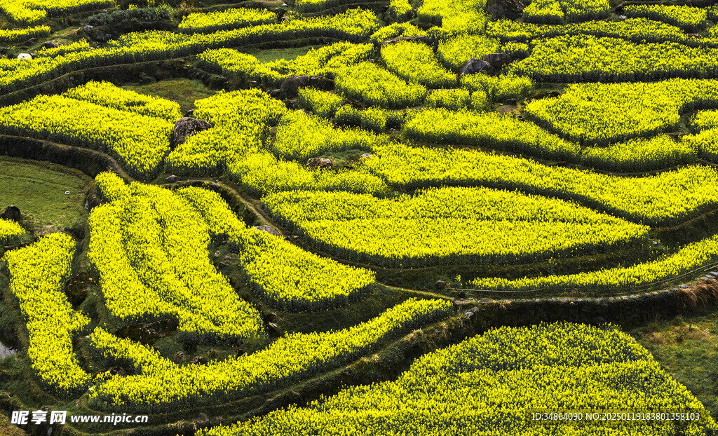 安徽绩溪家朋油菜花风景图片