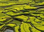 安徽绩溪家朋油菜花风景图片