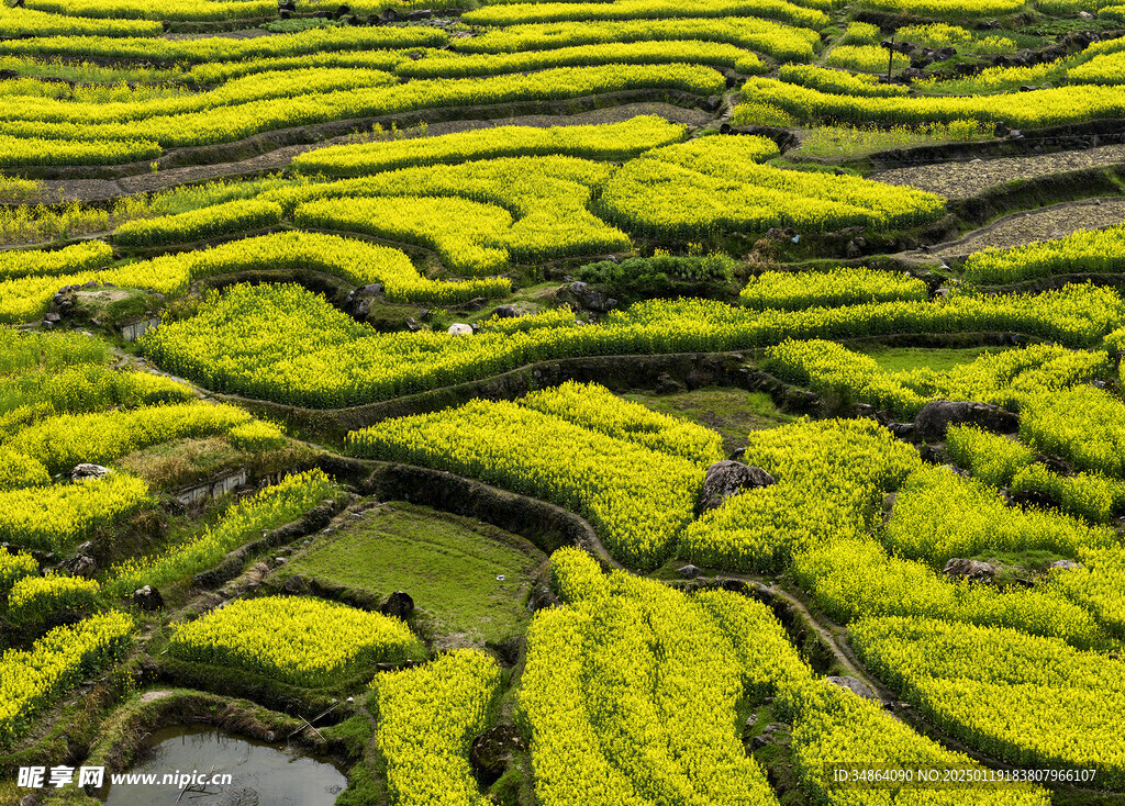 安徽绩溪家朋油菜花风景图片