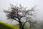 安徽石潭油菜花风景图片