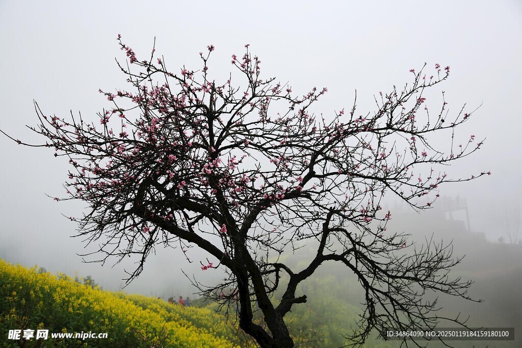 安徽石潭油菜花风景图片