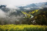 安徽石潭油菜花风景图片