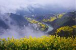 安徽石潭油菜花风景图片