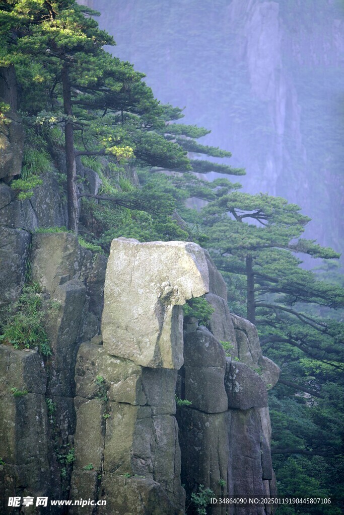 黄山奇松图片