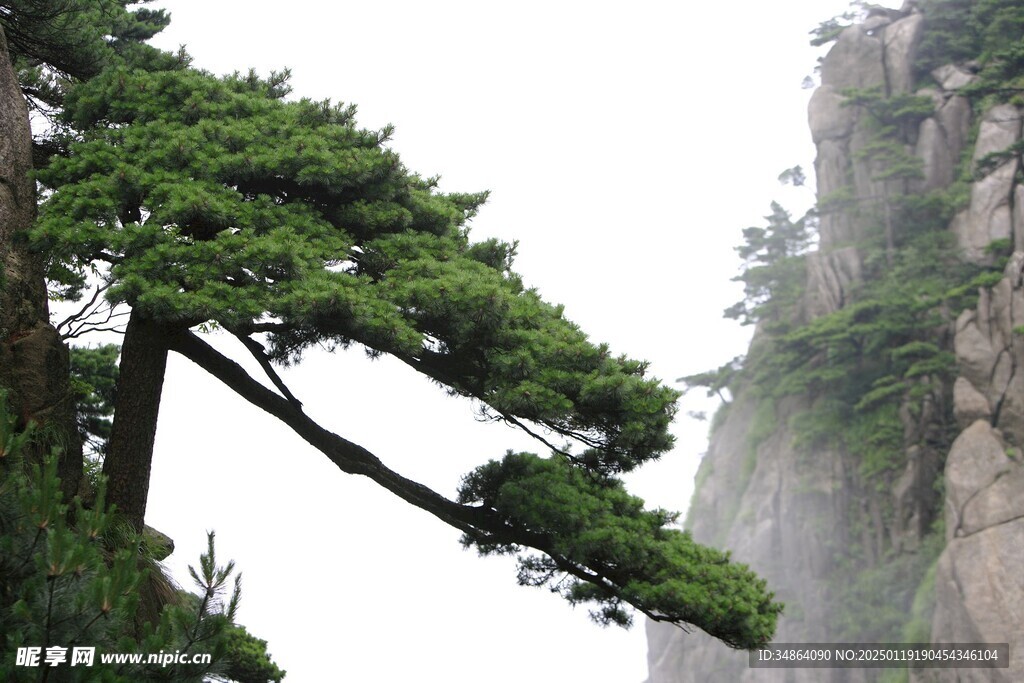 黄山奇松图片