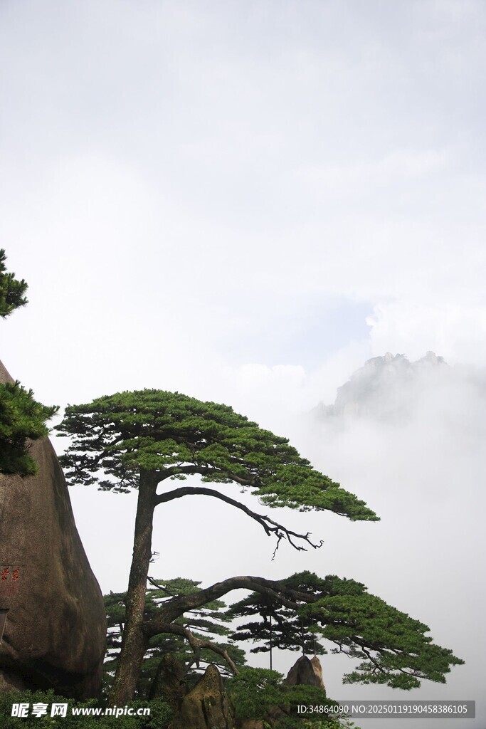 黄山奇松图片