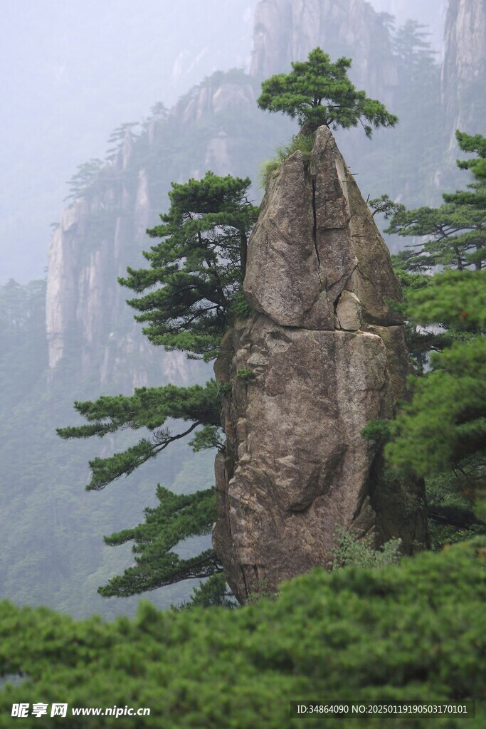 黄山奇松图片