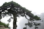 黄山奇松图片