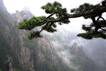 黄山奇松图片