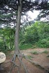 黄山奇松图片