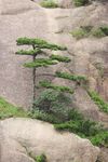 黄山奇松图片