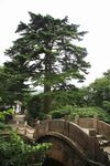 黄山奇松图片