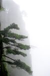 黄山奇松图片