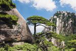 黄山奇松图片