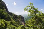 黄山奇松图片