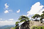 黄山奇松图片
