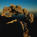 黄山奇松图片