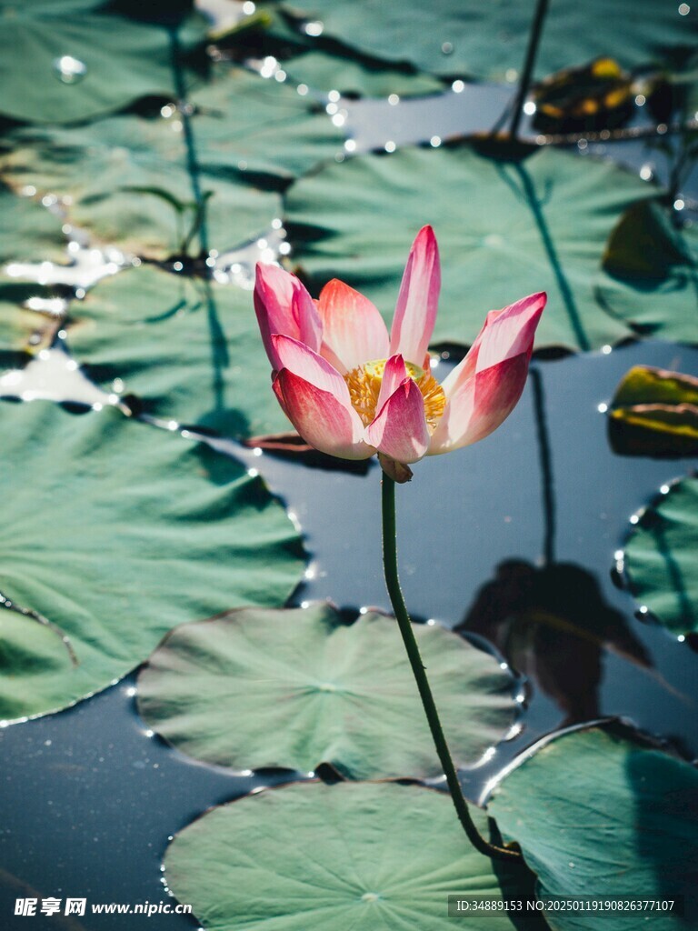 荷花池塘