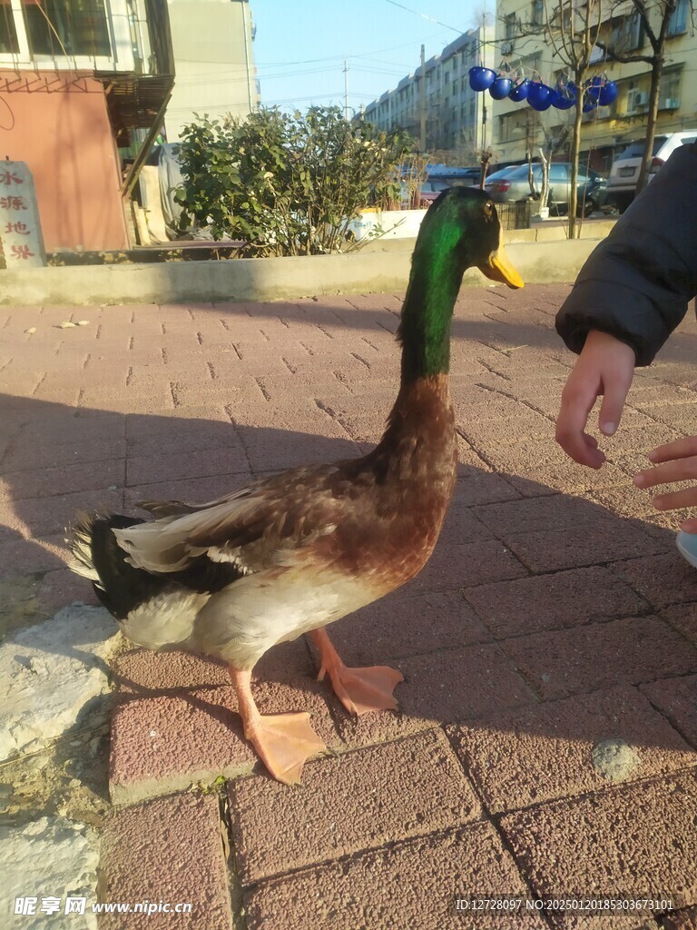 绿头鸭