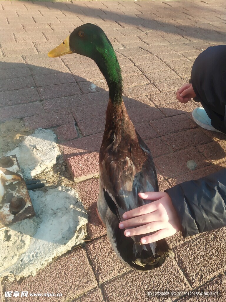 绿头鸭 