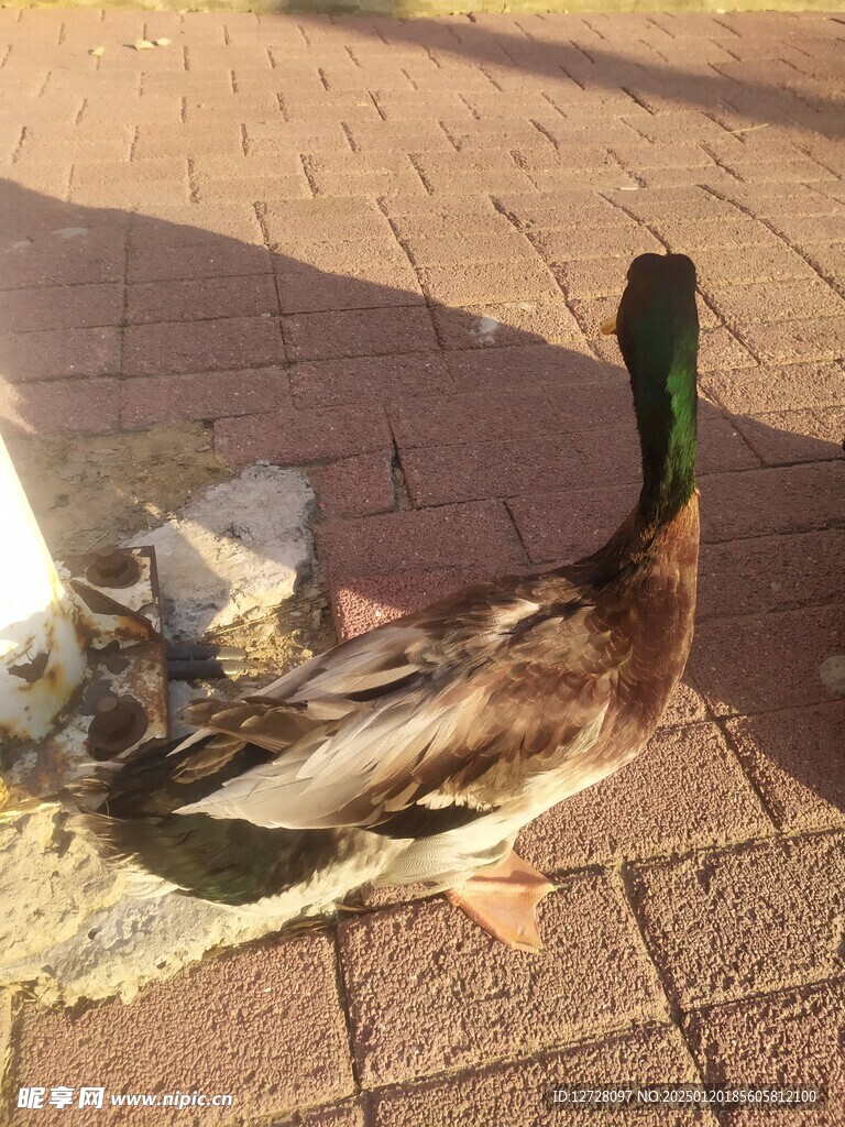 绿头鸭 